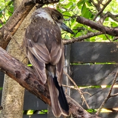 Unverified Bird at West Bathurst, NSW - 17 Nov 2025 by VanceLawrence