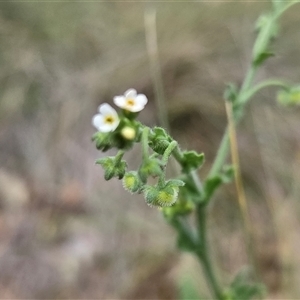 Unverified Other Wildflower or Herb at Watson, ACT - Today by HappyWanderer