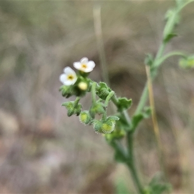 Hackelia suaveolens (Sweet Hounds Tongue) at Watson, ACT - 17 Nov 2025 by HappyWanderer