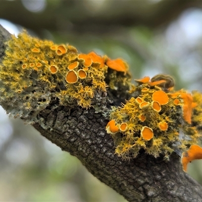 Unverified Lichen at Watson, ACT - Yesterday by HappyWanderer