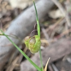 Briza maxima (Quaking Grass, Blowfly Grass) at Watson, ACT - 14 Nov 2025 by HappyWanderer