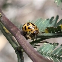 Peltoschema oceanica (Oceanica leaf beetle) at Watson, ACT - 14 Nov 2025 by HappyWanderer