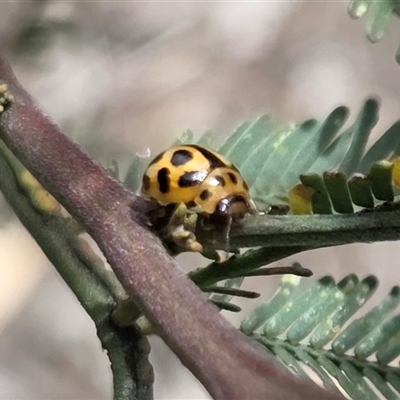 Peltoschema oceanica (Oceanica leaf beetle) at Watson, ACT - 14 Nov 2025 by HappyWanderer