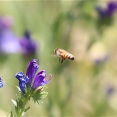 Apis mellifera (European honey bee) at Watson, ACT - 14 Nov 2025 by HappyWanderer