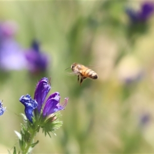Apis mellifera at Watson, ACT - 14 Nov 2025 by HappyWanderer