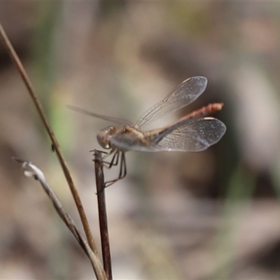 Unverified Dragonfly or Damselfly (Odonata) at Watson, ACT - 14 Nov 2025 by HappyWanderer