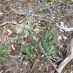 Cynoglossum australe (Australian Forget-me-not) at Watson, ACT - 14 Nov 2025 by HappyWanderer