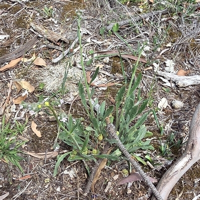 Cynoglossum australe (Australian Forget-me-not) at Watson, ACT - 14 Nov 2025 by HappyWanderer