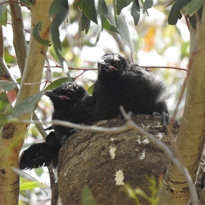 Corcorax melanorhamphos (White-winged Chough) at  - suppressed by HelenCross