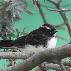 Rhipidura leucophrys (Willie Wagtail) at Kambah, ACT - Yesterday by HelenCross