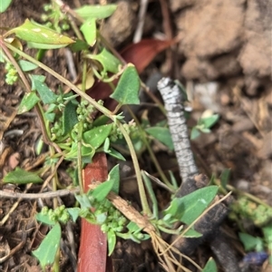 Einadia nutans at Watson, ACT - 14 Nov 2025 by HappyWanderer