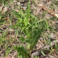 Sonchus asper (Prickly Sowthistle) at Watson, ACT - 14 Nov 2025 by HappyWanderer