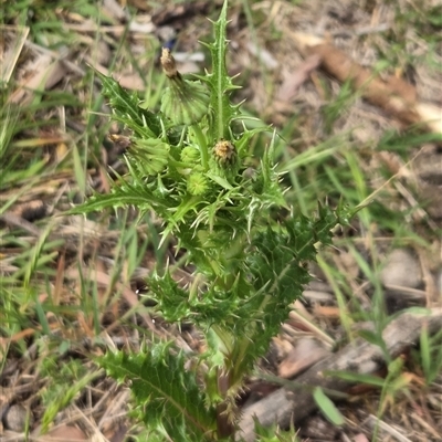 Sonchus asper (Prickly Sowthistle) at Watson, ACT - 14 Nov 2025 by HappyWanderer