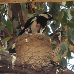 Grallina cyanoleuca (Magpie-lark) at Kambah, ACT - Yesterday by HelenCross