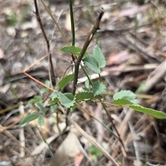 Rosa sp. (A Wild Rose) at Watson, ACT - 14 Nov 2025 by HappyWanderer