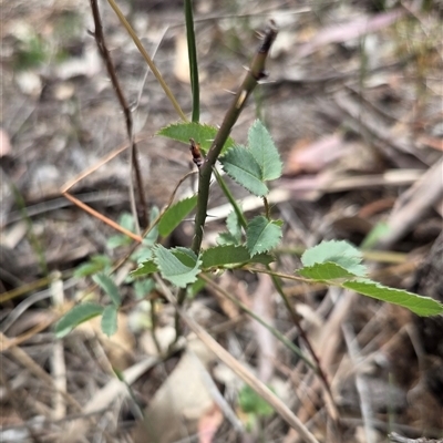 Rosa sp. (A Wild Rose) at Watson, ACT - 14 Nov 2025 by HappyWanderer