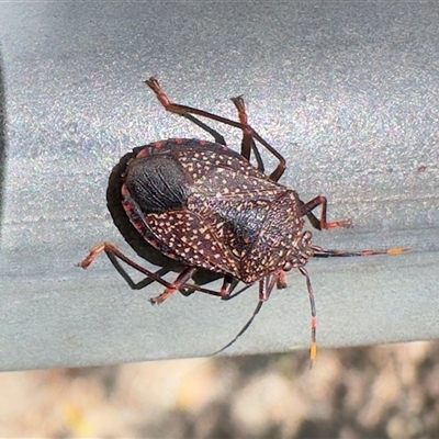 Notius consputus (Yellow-dotted shield bug) at Pebbly Beach, NSW - 10 Nov 2025 by Pirom