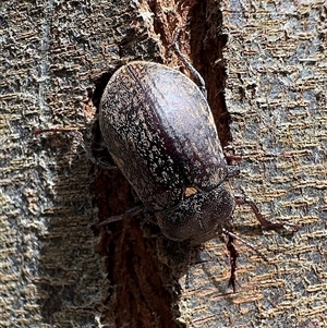 Lepispilus (genus) at Pebbly Beach, NSW - 10 Nov 2025 by Pirom