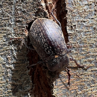 Lepispilus (genus) at Pebbly Beach, NSW - 10 Nov 2025 by Pirom