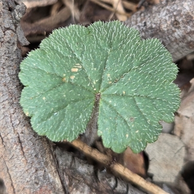 Hydrocotyle laxiflora (Stinking Pennywort) at Watson, ACT - 14 Nov 2025 by HappyWanderer