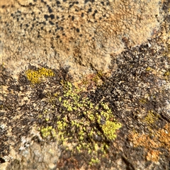 Candelariella sp. at Ainslie, ACT - 16 Nov 2025 by Hejor1