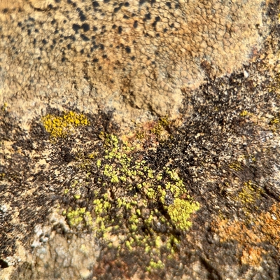 Candelariella sp. at Ainslie, ACT - 16 Nov 2025 by Hejor1