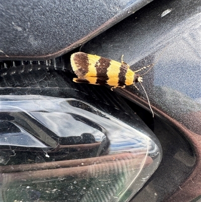 Lichenaula arisema (A Xyloryctine moth) at Russell, ACT - 17 Nov 2025 by Hejor1