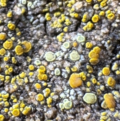 Candelariella sp. at Russell, ACT - Yesterday by Hejor1