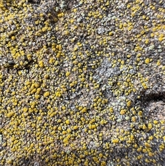 Candelariella sp. at Russell, ACT - Yesterday by Hejor1