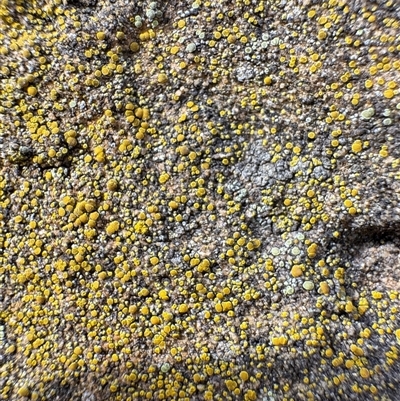 Candelariella sp. at Russell, ACT - Yesterday by Hejor1