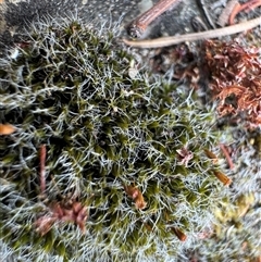 Grimmia sp. at Russell, ACT - 17 Nov 2025 by Hejor1