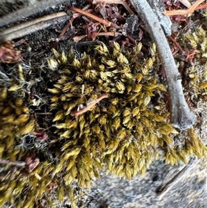 Bryaceae (family) at Russell, ACT - Yesterday by Hejor1