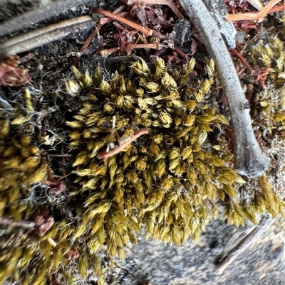 Bryaceae (family) at Russell, ACT - 17 Nov 2025 by Hejor1