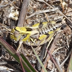 Perunga ochracea at Theodore, ACT - 15 Nov 2025 by DavidDedenczuk