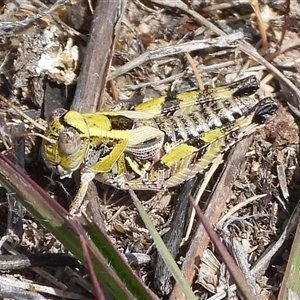 Unverified Grasshopper (several families) at Theodore, ACT - 15 Nov 2025 by DavidDedenczuk