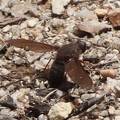 Bombyliidae (family) at Rendezvous Creek, ACT - 16 Nov 2025 by DavidDedenczuk