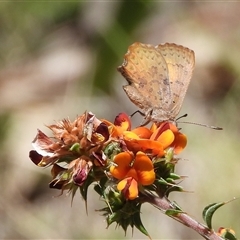 Paralucia aurifera at Rendezvous Creek, ACT - 16 Nov 2025 by DavidDedenczuk