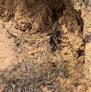 Pardalotus punctatus at Lyons, ACT - 14 Nov 2025 by GregC