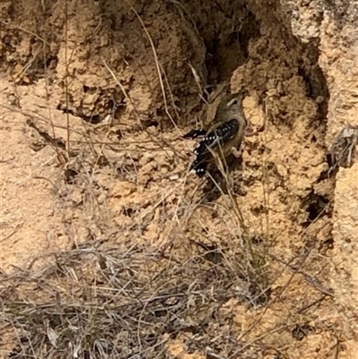 Pardalotus punctatus at Lyons, ACT - 14 Nov 2025 by GregC