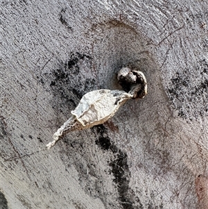 Hyalarcta nigrescens at Russell, ACT - Today by Hejor1