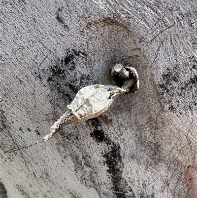 Hyalarcta nigrescens (Ribbed Case Moth) at Russell, ACT - 17 Nov 2025 by Hejor1