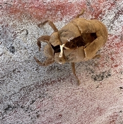 Psaltoda moerens (Redeye cicada) at Russell, ACT - 17 Nov 2025 by Hejor1