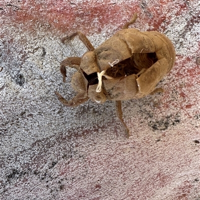Psaltoda moerens (Redeye cicada) at Russell, ACT - 17 Nov 2025 by Hejor1