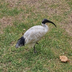 Threskiornis molucca at Sydney, NSW - 17 Nov 2025 by MatthewFrawley