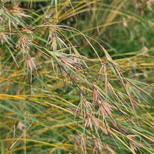 Themeda triandra at Sydney, NSW - Yesterday by MatthewFrawley