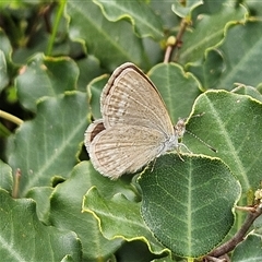 Zizina otis (Common Grass-Blue) at Sydney, NSW - Yesterday by MatthewFrawley