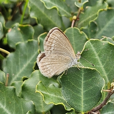 Zizina otis (Common Grass-Blue) at Sydney, NSW - Yesterday by MatthewFrawley