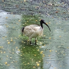 Threskiornis molucca at Sydney, NSW - 17 Nov 2025 by MatthewFrawley
