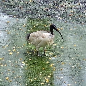 Threskiornis molucca at Sydney, NSW - Yesterday by MatthewFrawley