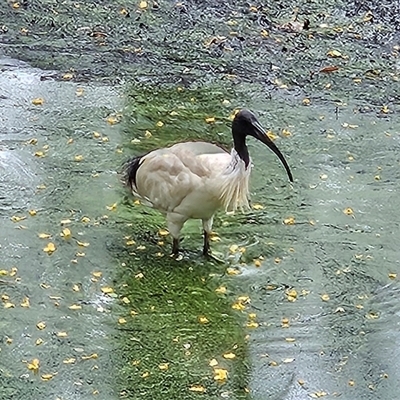 Threskiornis molucca at Sydney, NSW - 17 Nov 2025 by MatthewFrawley